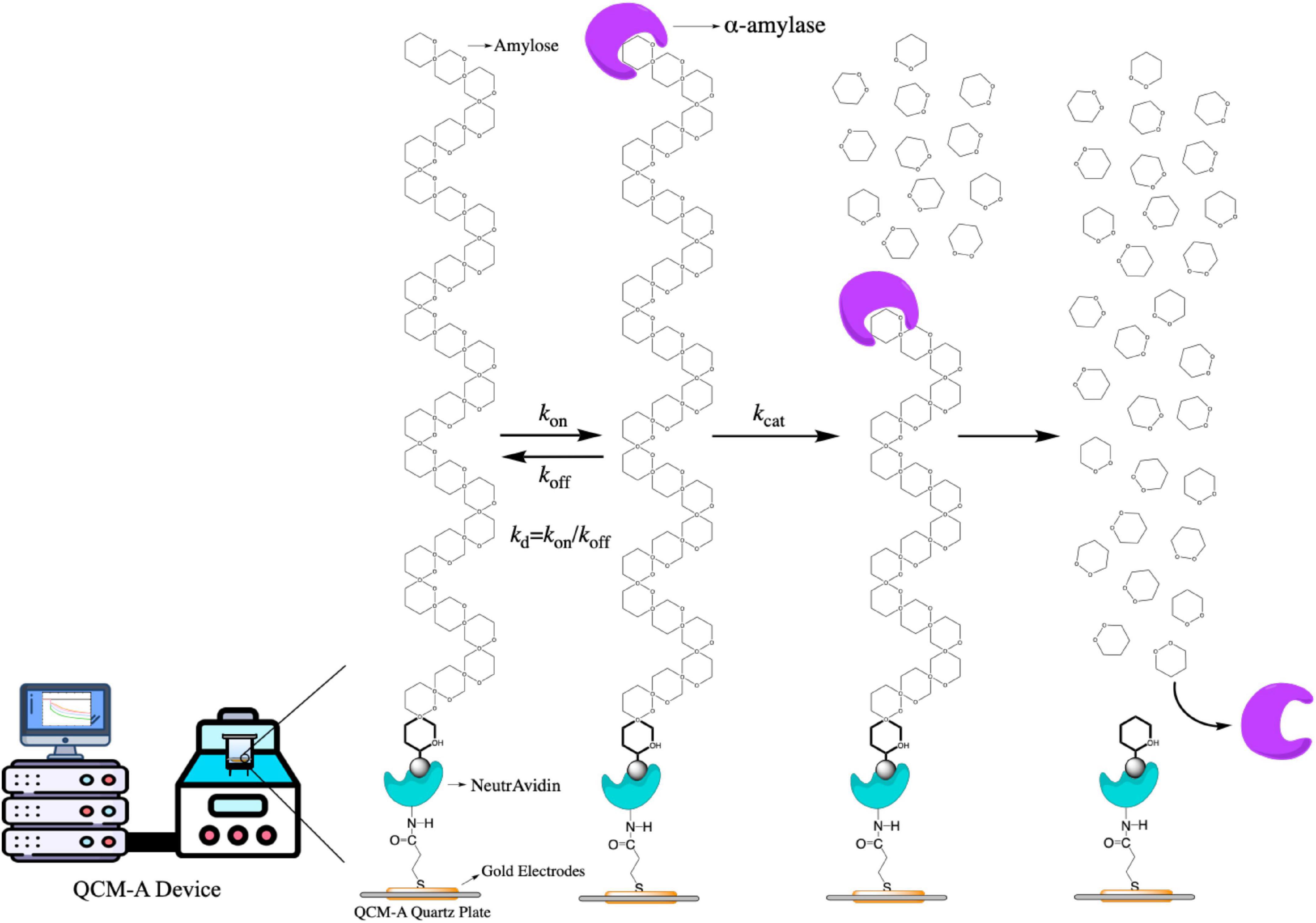 Real time monitoring and evaluation of the inhibition effect of fucoxanthin against α-amylase activity by using QCM-A